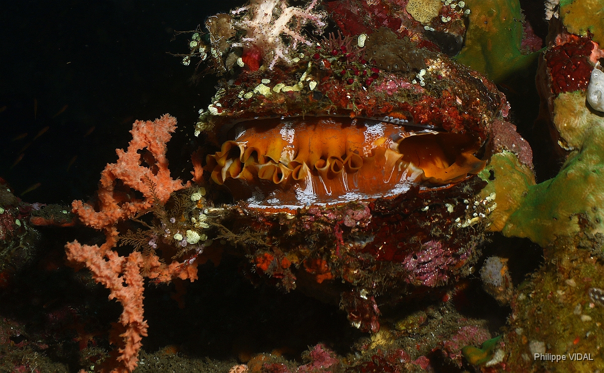 Bali 2016 - Variable thorny oyster - spondyle variable - Spondylus varians - IMG_5822_rc.jpg